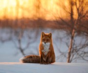 Cappuccino 's avatar