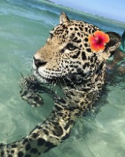 ✨️🥥🐆Elaïs🐆🥥✨️'s avatar