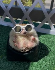 ShorTy 🦔✨️'s avatar