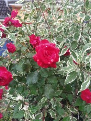 Peanuts 💓's avatar