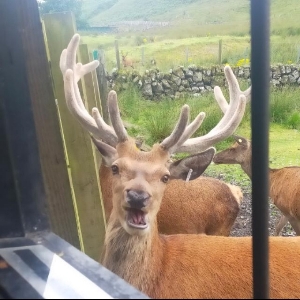 luka loves animals !!'s avatar