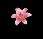 𝓜 🐆🌺's avatar