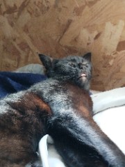 Lilou🐔🦊's avatar