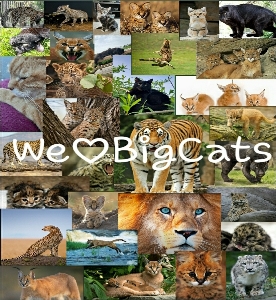 We♡BigCats's avatar