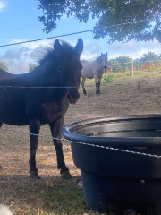 Jolie automne's avatar