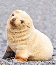 FOCHEBELLE 's avatar