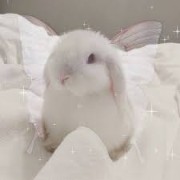 Momo 🕊🐇's avatar