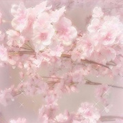 Marwa 🌟🌷's avatar