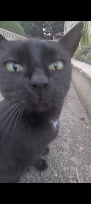 Une_fille_chtarbé🐢's avatar