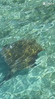 Fleur de nénuphar 's avatar