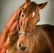 Cléo equit 🐴's avatar