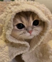 ❥ aethestic_girls's avatar