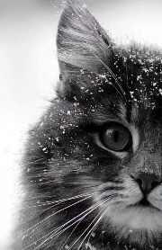 ✨Une fan d’animaux ✨'s avatar