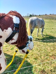 Nonie hobby horse !! 💋🐴's avatar