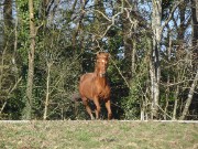 Shine Ponys 🌟's avatar