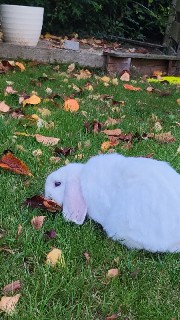 🌸°☆Cotton ☆°💮's avatar