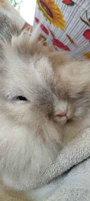 Anonimo, 🤫's avatar