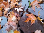 Maylee 🐻🤎🍪✌🏼's avatar