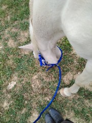 Nos vies avec les chevaux 🐎's avatar