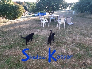 Kaspar&Shadow's avatar