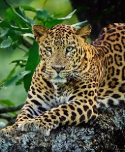 Les animaux&Elena's avatar