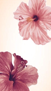 ZoZo🐣🪽's avatar