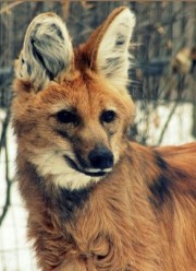 💙Aska🐺's avatar