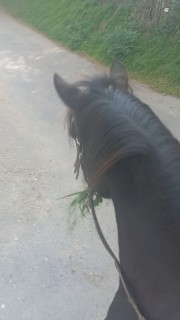 Alyson et Tornade 's avatar