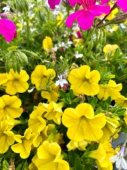 Zazabwelle 's avatar