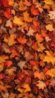 Fall🍁🤗's avatar