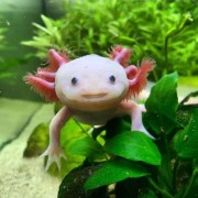 AXOLOTL-MAGIE's avatar