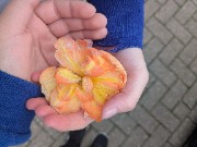 Zoë ⭐🌸's avatar