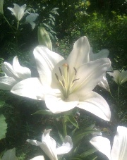 White Lily 🪷✨'s avatar