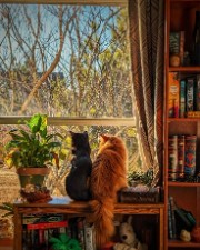 Joy's_Life 's avatar