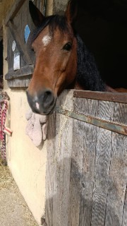 Petit sabot, grand cœur ❤️✨'s avatar