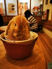 ⋆. 𐙚˚ sophia!'s avatar