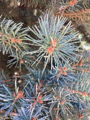 ♉️✨so and so✨♈️'s avatar