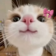 Silly_Aya_Soteka's avatar