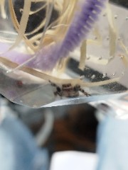 Cracouille 's avatar