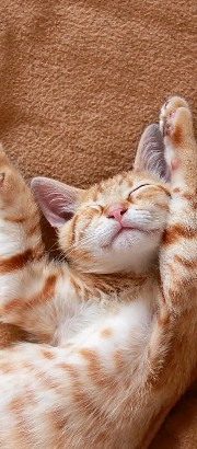 COOKIE 🍪🌈🏐💕's avatar