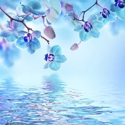 ChatonjolieLou's avatar