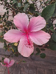 ~Pirates des Caraïbes~'s avatar