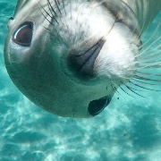 Giulia🤍🐋's avatar