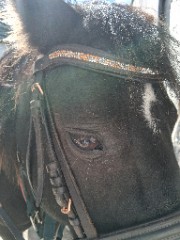 🐎✨️Anna✨️🐎's avatar