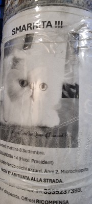 Asamonstercinamon💗💟's avatar