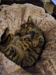 𝐈𝐝𝐝𝐢𝐬's avatar