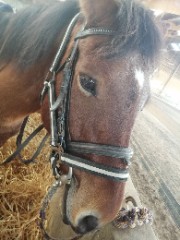 🪩🐎GRWEnola 🥂 🎱 's avatar