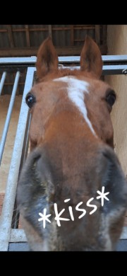 Aly🐴💖's avatar