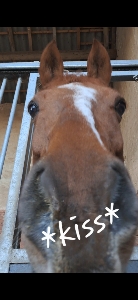 ALY🐴💖💌's avatar