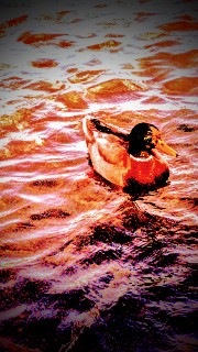 Coco Safe Place 🫂's avatar